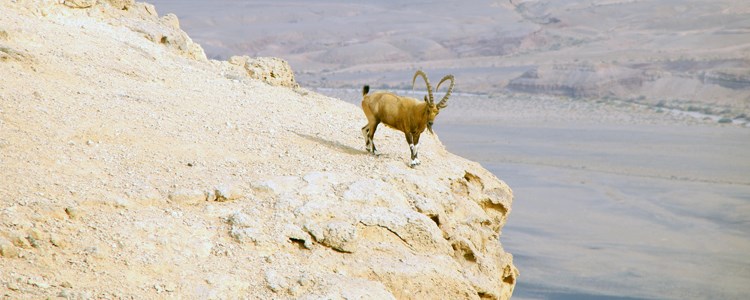 חמשוש אנ&quotא מצפה רמון
