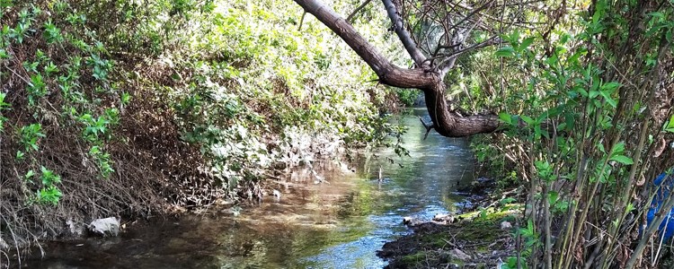 חמשוש אנ"א חיפה - לגעת במים: גלים ונחלים חמשוש אנ"א חיפה - לגעת במים: גלים ונחלים
