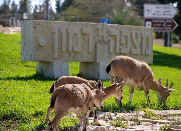חמשוש אנ&quotא מצפה רמון